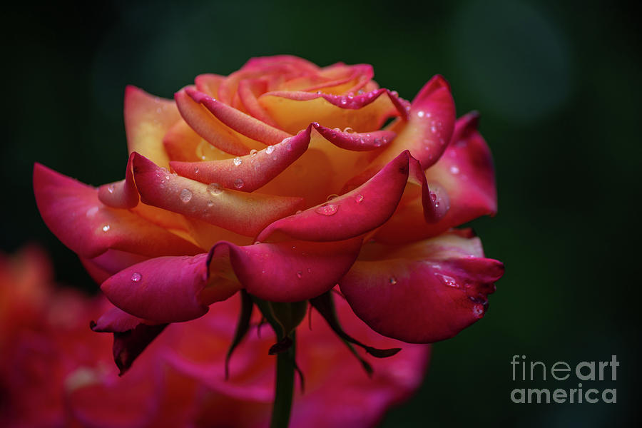 Sunset Blooms Photograph by Tamara Billingsley | Fine Art America