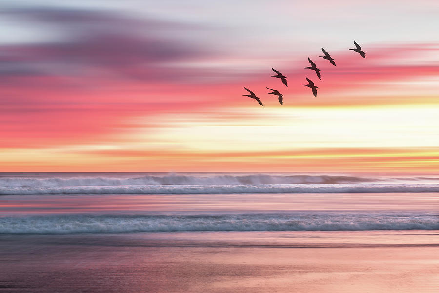 Sunset Blur - Pelican Silhouettes Photograph