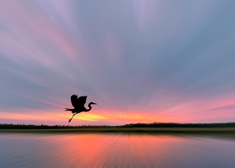 Sunset Blur with Heron Silhouette Photograph by Patti Deters