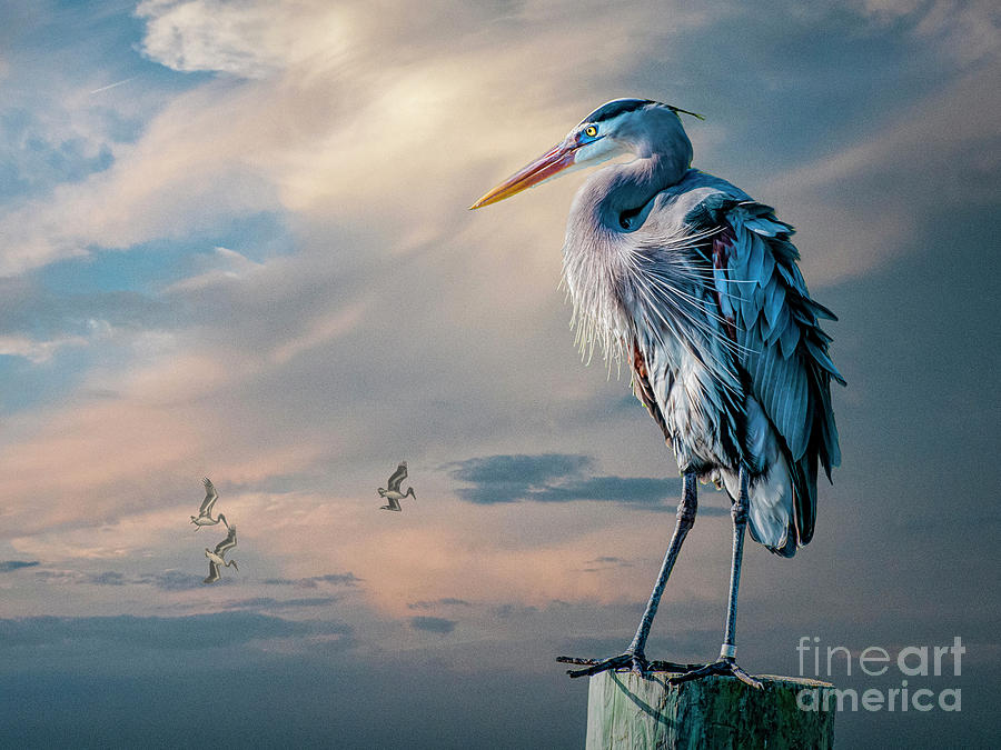 Heron Digital Art - Sunset Breeze by Brian Tarr