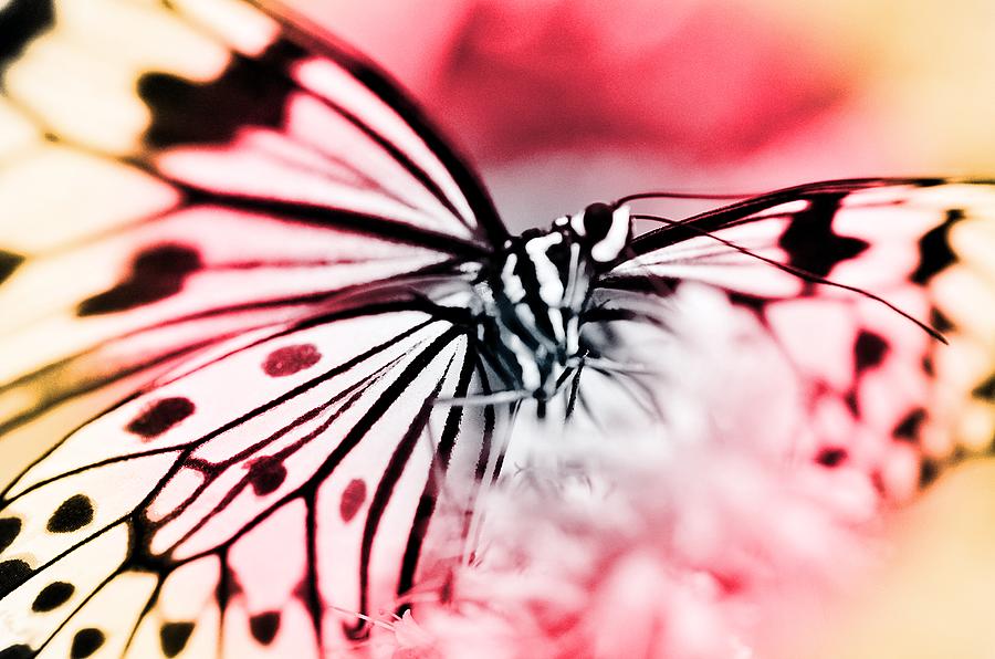 Sunset Butterfly Photograph by Marianna Mills