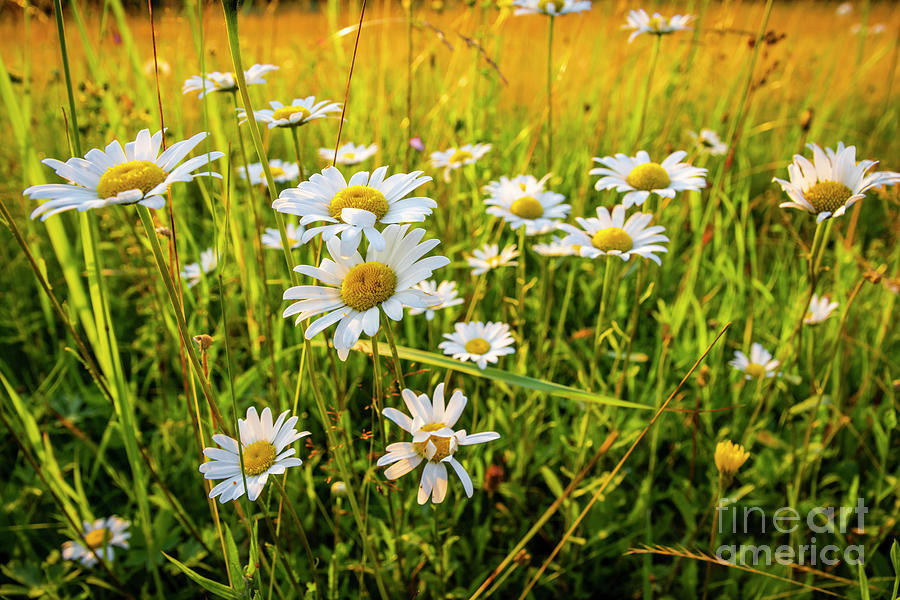 Sunset Camomile Meadow Photograph By Dt Darecki Fine Art America