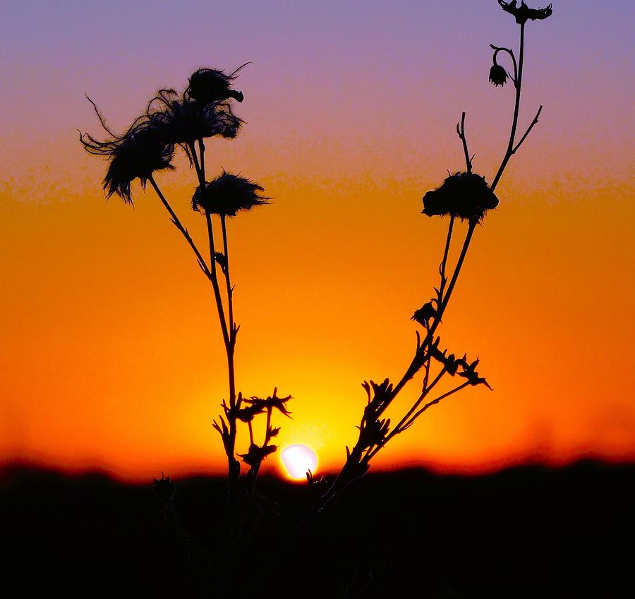 Sunset Centered in Bush Photograph by Lois Rivera - Fine Art America