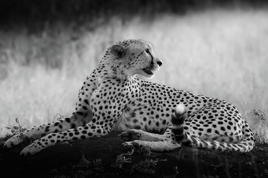 Sunset Cheetah in Black and White Photograph by Keith Carey