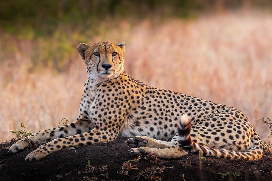 Sunset Cheetah Photograph by Keith Carey