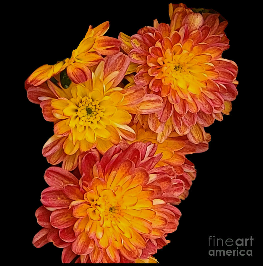 Sunset Chrysanthemums  Photograph by Donna Brown