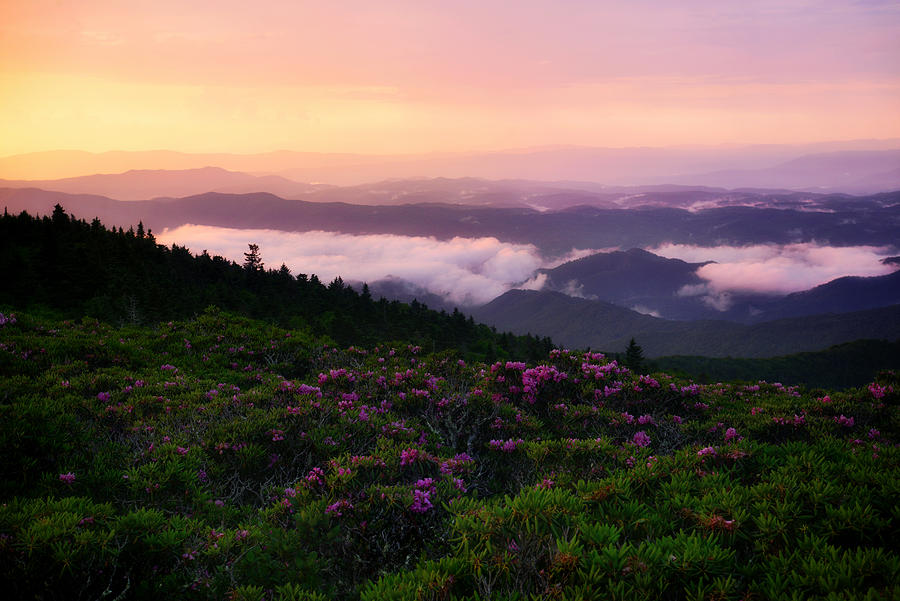 Sunset clouds floating over rollings hills with rhododendron flowers in foreground Photograph by Nan Zhong Sunset clouds floating over rollings hills with rhododendron flowers in foreground Photograph by Nan Zhong