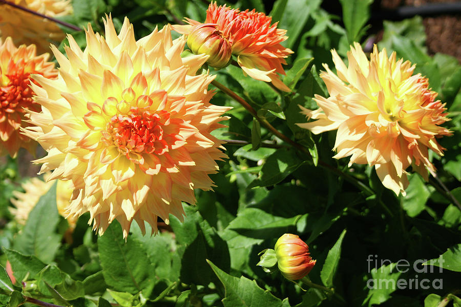 Sunset Color Dahlias Photograph by Norma Appleton