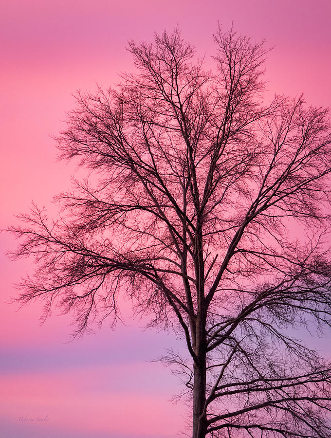 Sunset Color Palette Photograph by Rebecca Samler