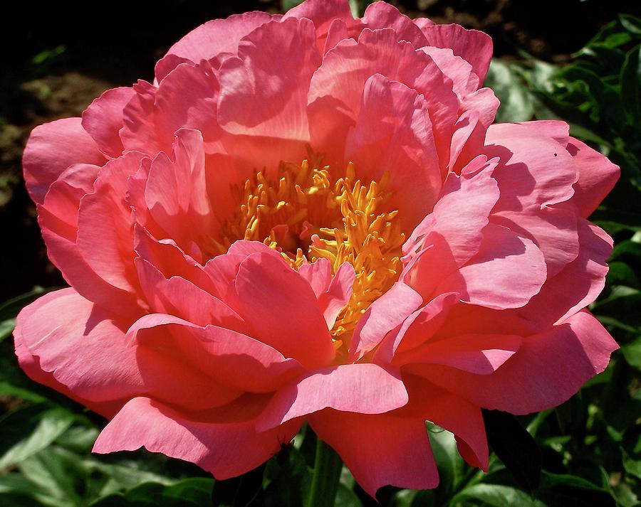 Sunset Coral Peony Photograph by Stephanie Weber