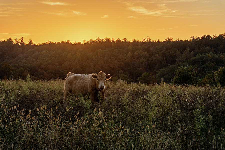 Sunset Cow Photograph by Cris Ritchie