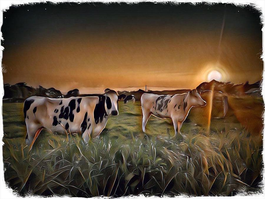 Sunset Cows  Photograph by Mark Callanan