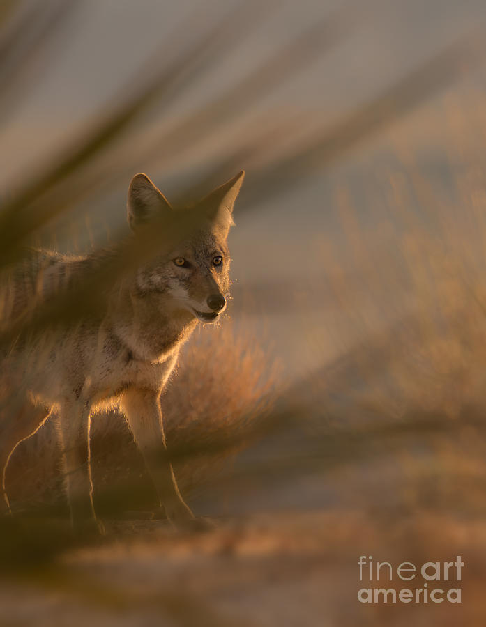 Sunset Coyote Photograph by Lisa Manifold