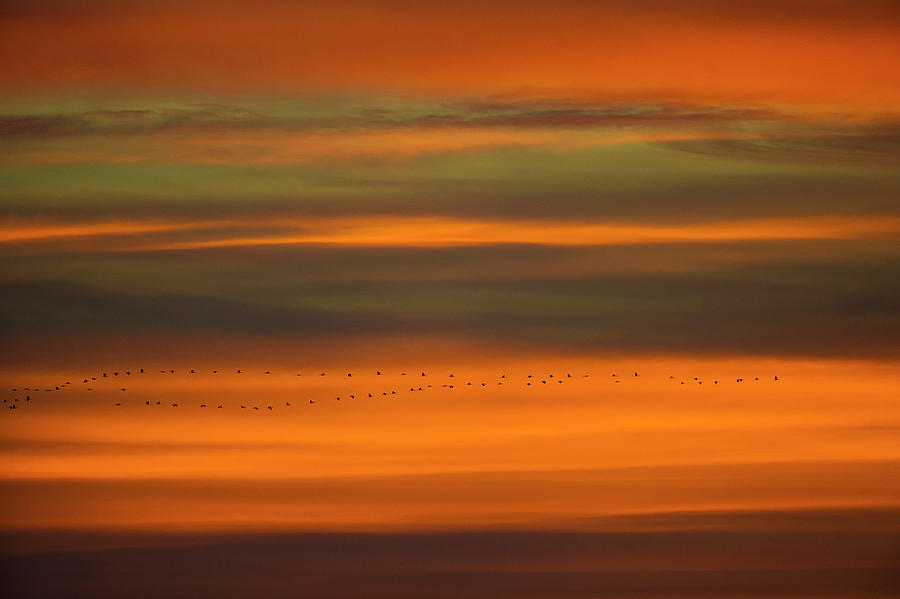 Sunset Cranes 1 Photograph by Stefan Knauer