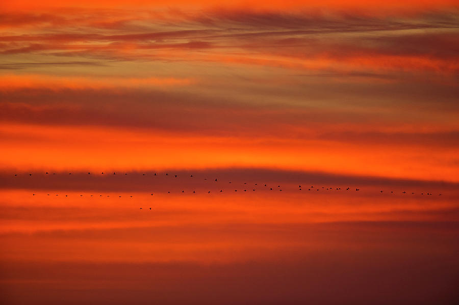 Sunset Cranes 2 Photograph by Stefan Knauer