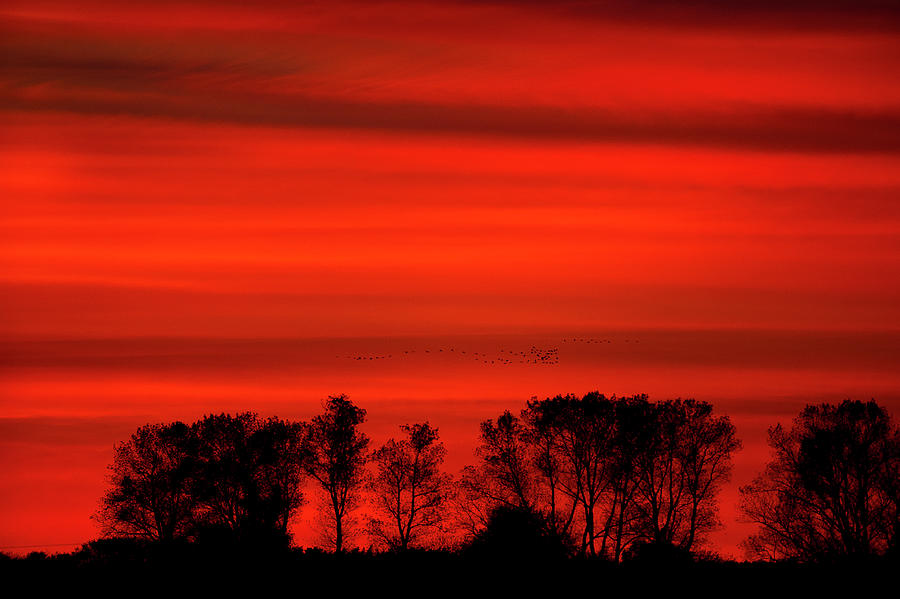 Sunset Cranes 3 Photograph by Stefan Knauer