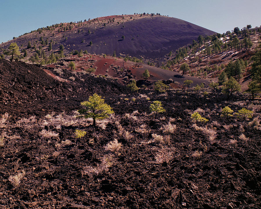 Sunset Crater Tree Photograph by Tom Daniel