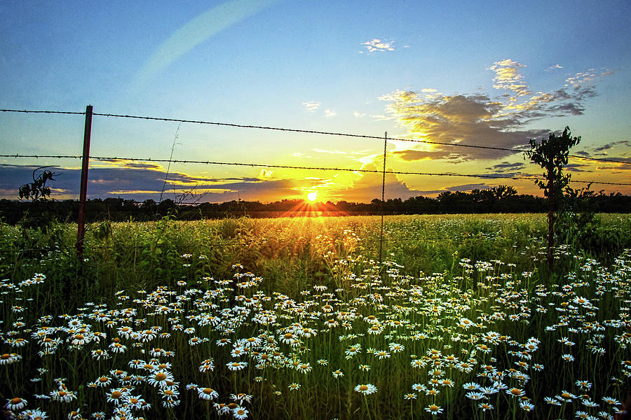Flower Photograph - Sunset Daisies by Jean Hutchison