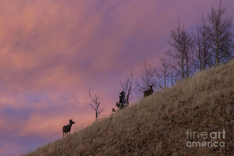 Sunset Deer Photograph