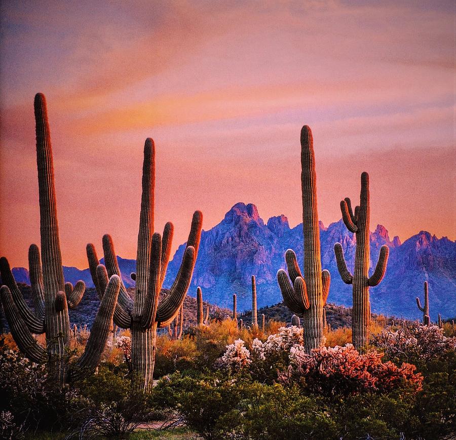 deserts cactus