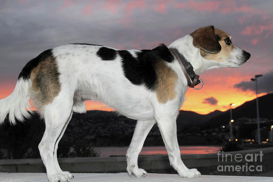 Sunset Dog Photograph by Jack Ludlam