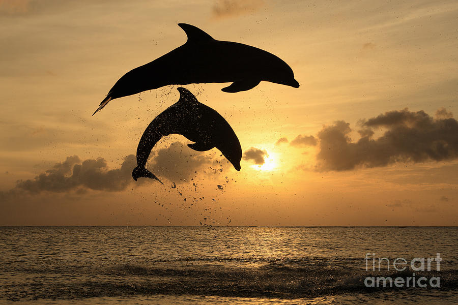 Sunset Dolphins Photograph by Jurgen and Christine Sohns