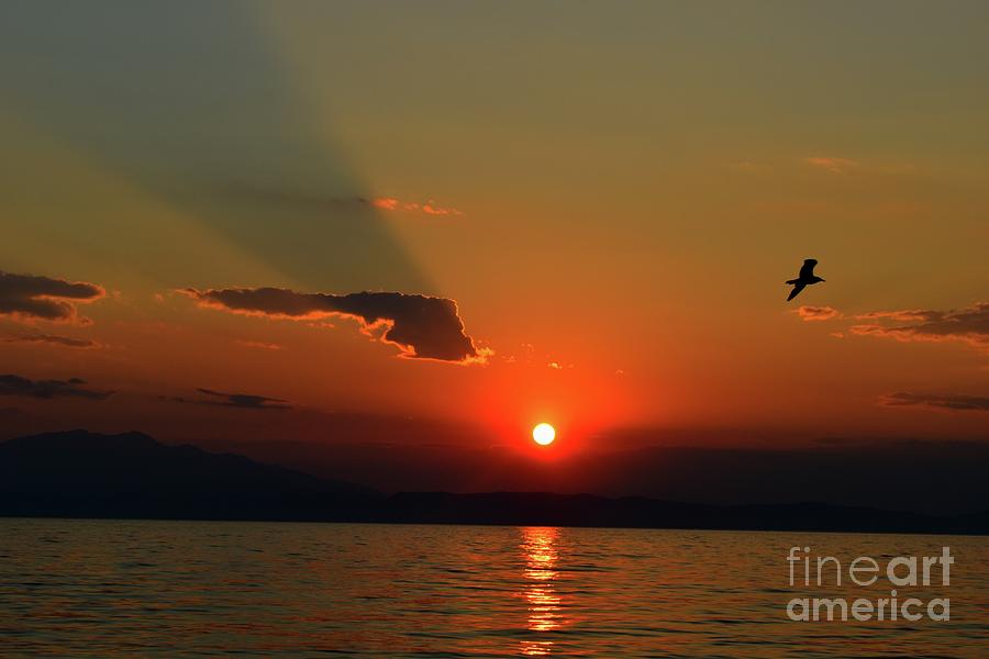 Sunset Dreaming And Bird Photograph by Leonida Arte