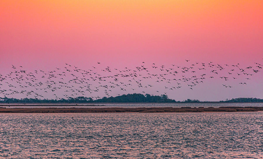 Sunset Ducks Photograph
