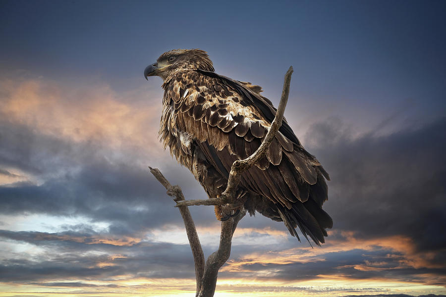Sunset Eagle Photograph by Ray Congrove