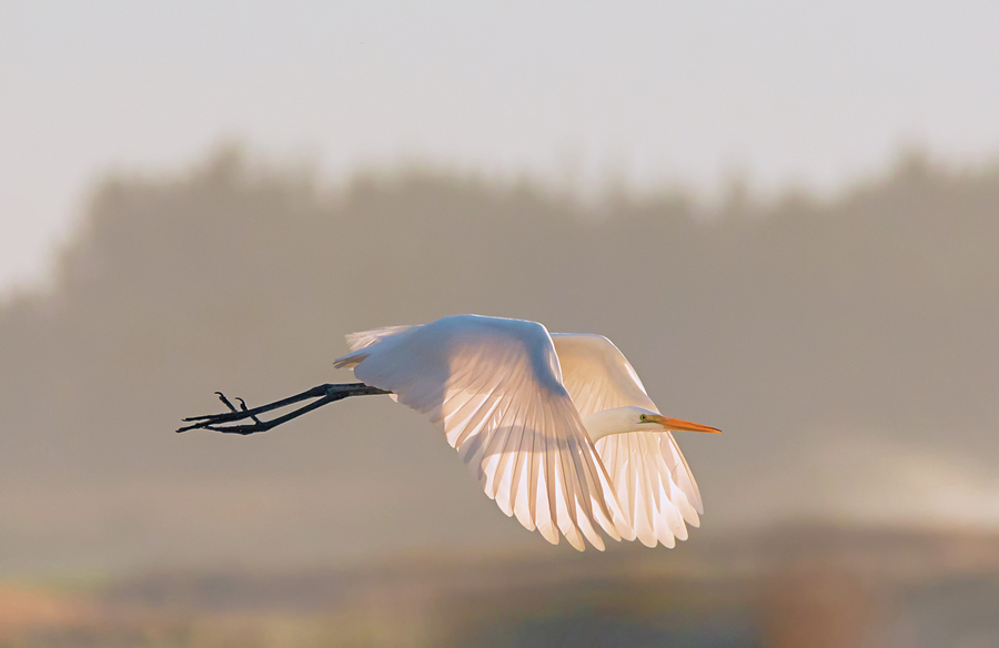 Wildlife Photograph - Sunset Egret by Loree Johnson