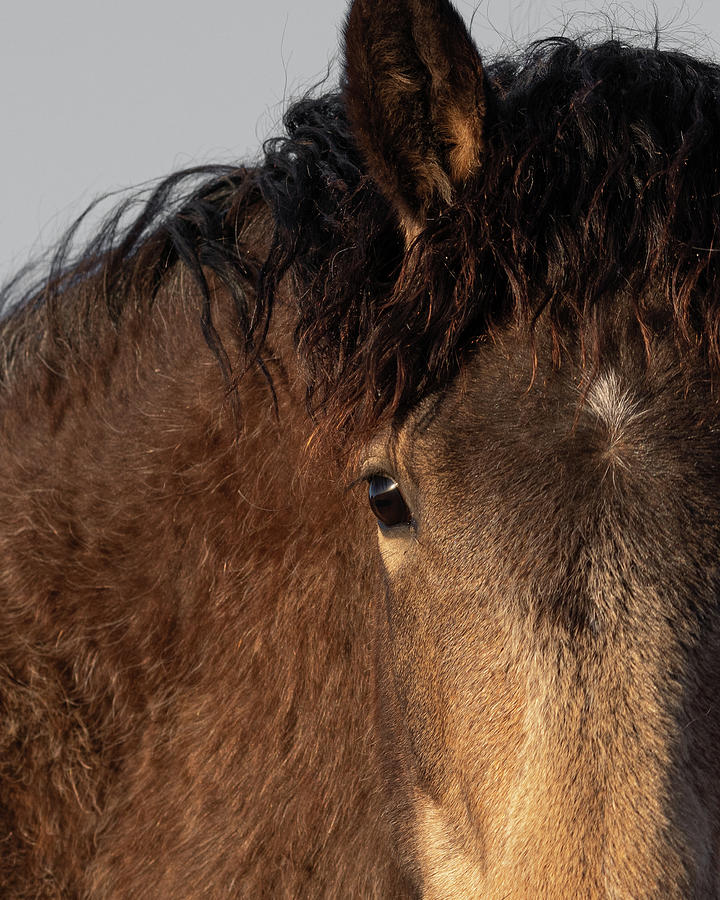 Sunset Eyes Photograph by Mary Hone