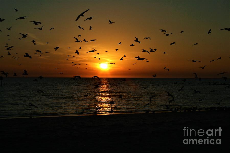 Sunset Flight Photograph by Bob Johnson