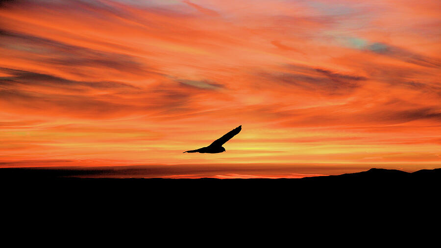 Sunset Digital Art - Sunset Flight by Daniel Beard