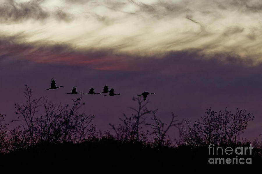 Sunset Flight in Crex Meadows Photograph by Natural Focal Point Photography