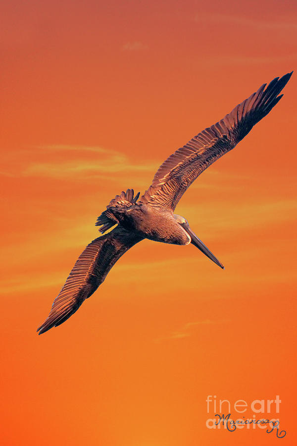 Sunset Flight Photograph by Mariarosa Rockefeller