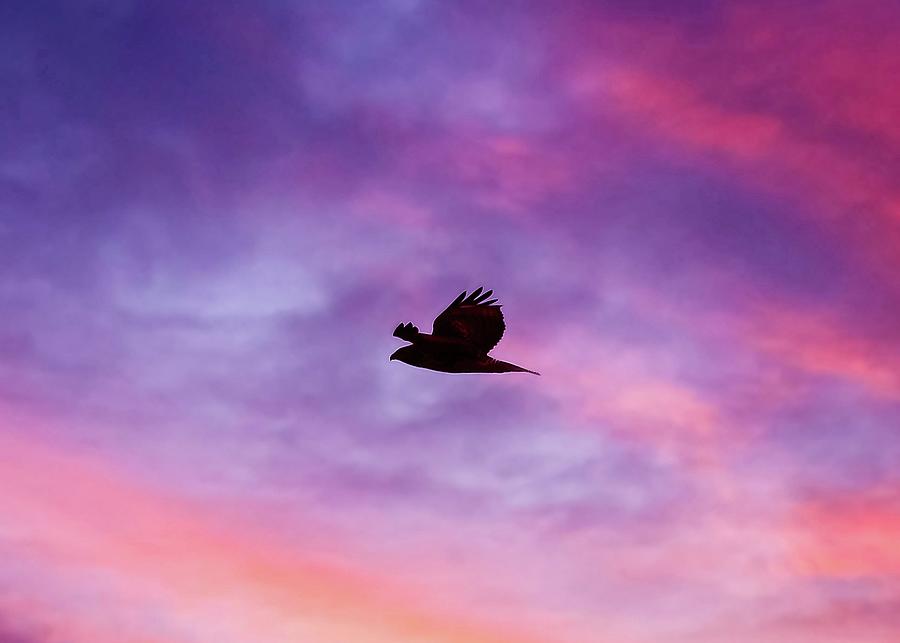 Sunset Photograph - Sunset Flight by Matthew Adelman