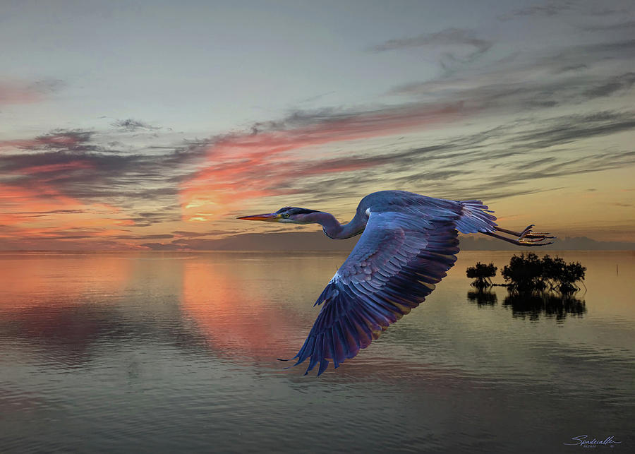 Sunset Flight of a Heron Digital Art by M Spadecaller