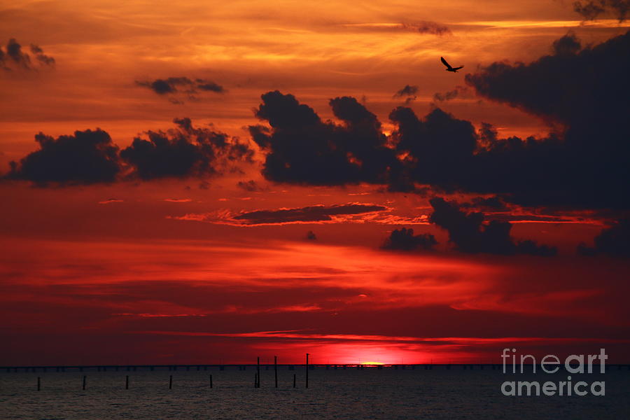 Sunset Flight of the Osprey Photograph by Tony Lee