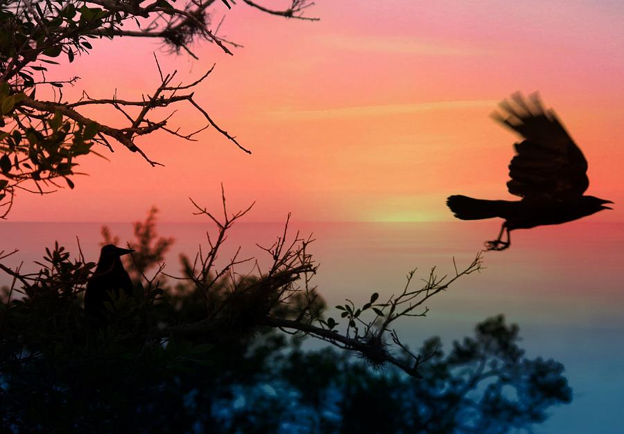 Sunset Flight Photograph by Stoney Lawrentz