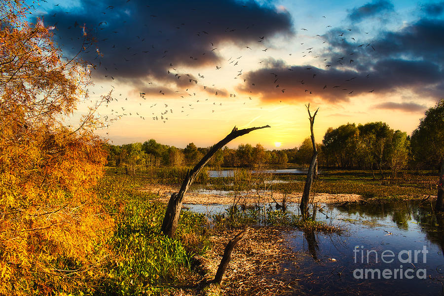 Sunset Flock Photograph by JB Thomas