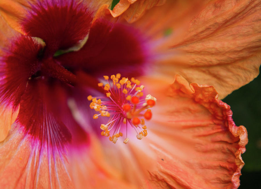 Sunset Flower Photograph by T Phillip Spencer