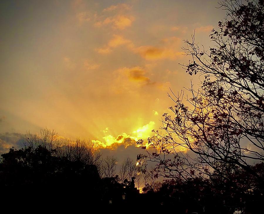 Sunset Forest Photograph By Tanya Sigler Fine Art America