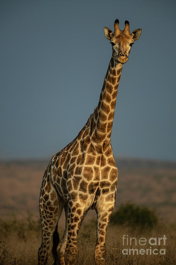 Wildlife Photograph - Sunset Giraffe by Jamie Pham