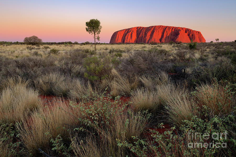 Sunset Glow on Iconic Uluru in Australian Outback Photograph by Tom Schwabel