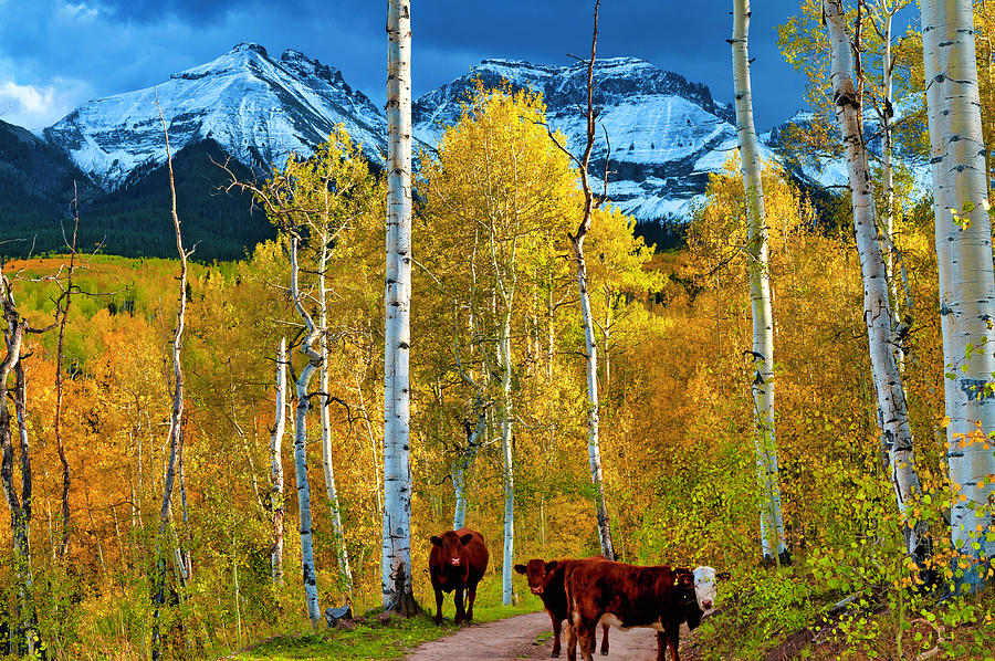 Aspen Glow with Cows Photograph by John Hoffman