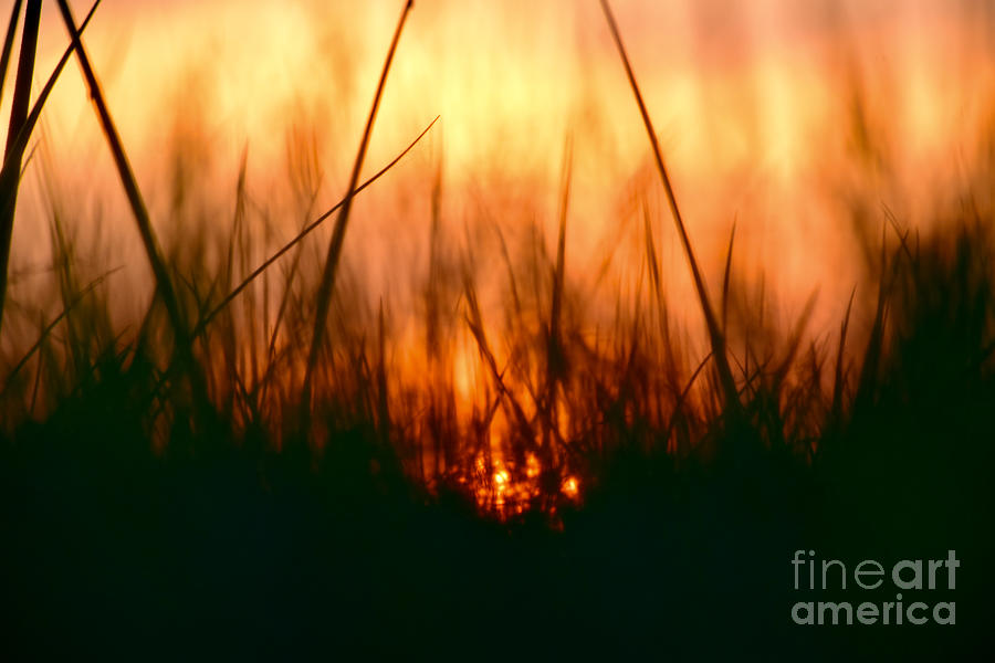 Sunset Grass Aflame Photograph by Debra Banks