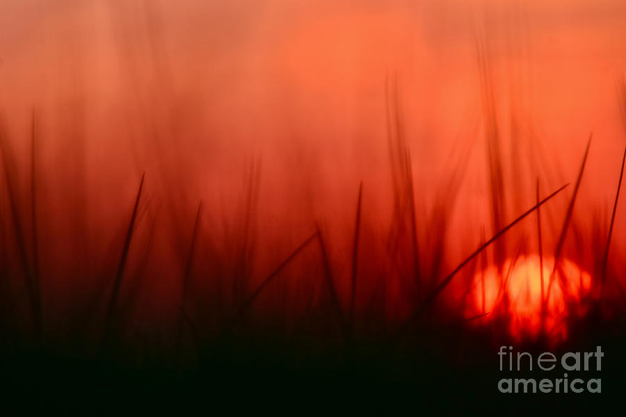 Sunset Grass Afterglow Photograph by Debra Banks