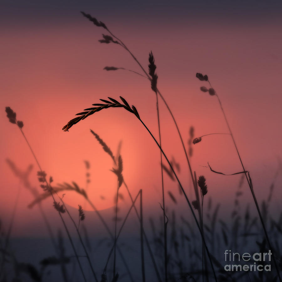 Sunset Photograph - Sunset Grasses 1 by Paul Davenport