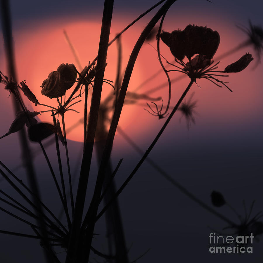 Sunset Grasses 3 Photograph by Paul Davenport