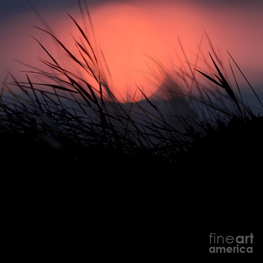 Sunset Grasses 4 Photograph by Paul Davenport